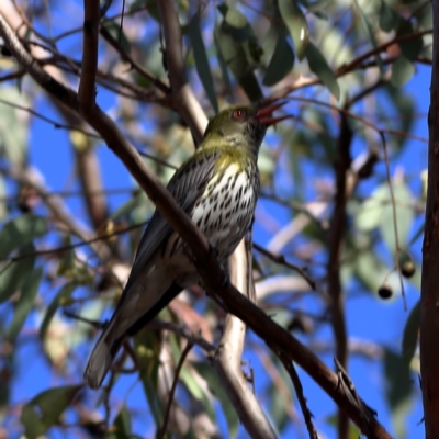 Oriolus sagittatus (Olive-backed Oriole) at Higgins, ACT - 16 Nov 2023 by Trevor