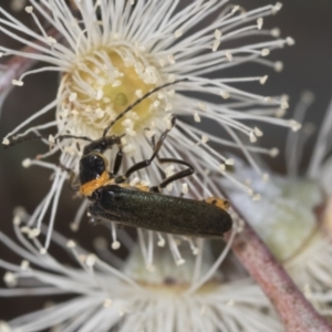 Chauliognathus lugubris at Higgins, ACT - 16 Nov 2023