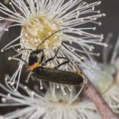 Chauliognathus lugubris (Plague Soldier Beetle) at Higgins, ACT - 16 Nov 2023 by AlisonMilton