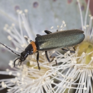 Chauliognathus lugubris at Higgins, ACT - 16 Nov 2023