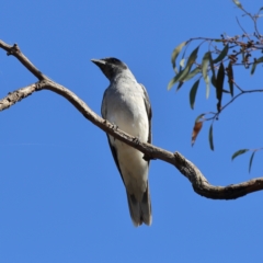 Coracina novaehollandiae (Black-faced Cuckooshrike) at Higgins Woodland - 17 Nov 2023 by MichaelWenke