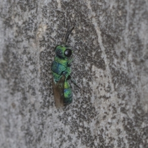 Chrysididae (family) at Higgins Woodland - 16 Nov 2023 12:48 PM