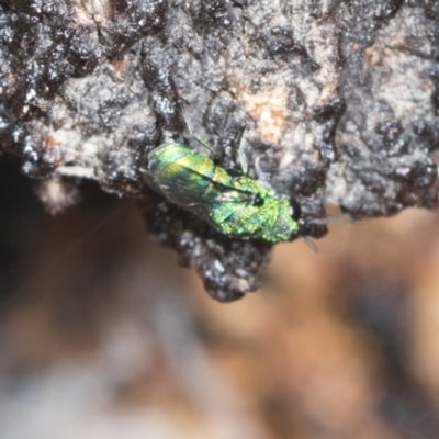 Chrysididae (family) (Cuckoo wasp or Emerald wasp) at Higgins, ACT - 16 Nov 2023 by AlisonMilton