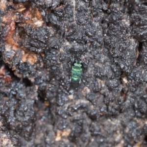 Chrysididae (family) at Higgins Woodland - 16 Nov 2023