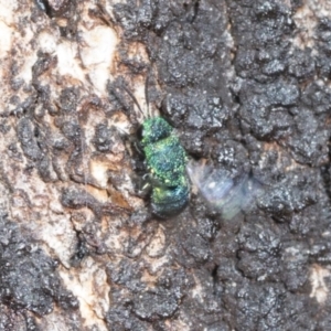 Chrysididae (family) at Higgins Woodland - 16 Nov 2023