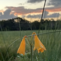 Blandfordia grandiflora (Christmas Bells) at Wallum - 17 Jan 2023 by WallumWarrior