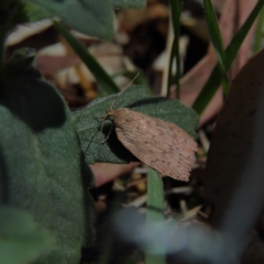 Garrha (genus) (A concealer moth) at Higgins Woodland - 17 Nov 2023 by MichaelWenke