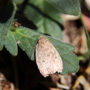 Garrha (genus) at Higgins Woodland - 17 Nov 2023