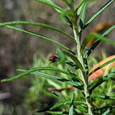 Ecnolagria sp. (genus) (A brown darkling beetle) at Namadgi National Park - 17 Nov 2023 by drbb