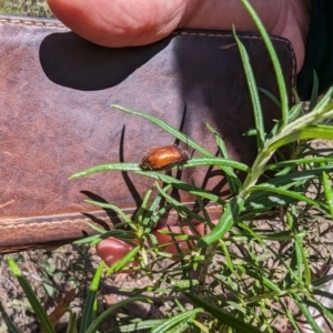 Ecnolagria sp. (genus) at Namadgi National Park - 17 Nov 2023