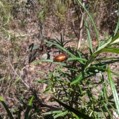 Ecnolagria sp. (genus) at Namadgi National Park - 17 Nov 2023