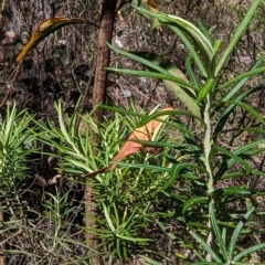 Ecnolagria sp. (genus) at Namadgi National Park - 17 Nov 2023