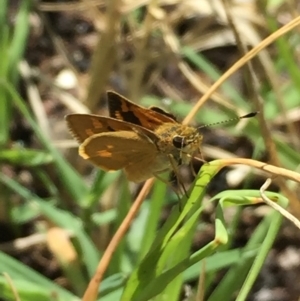 Ocybadistes walkeri at Aranda, ACT - 2 Feb 2021 11:10 AM