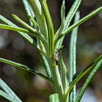 Austrotephritis poenia (Australian Fruit Fly) at Rendezvous Creek, ACT - 17 Nov 2023 by drbb