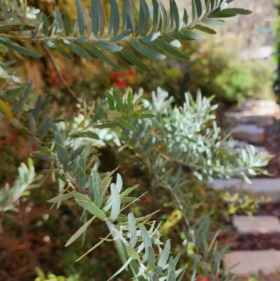 Acacia covenyi (Blue Bush) at Fadden, ACT - 17 Nov 2023 by jac