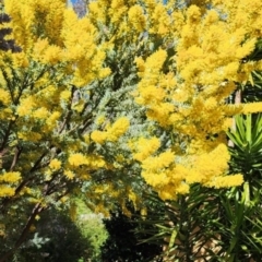 Acacia covenyi at Fadden, ACT - 17 Nov 2023