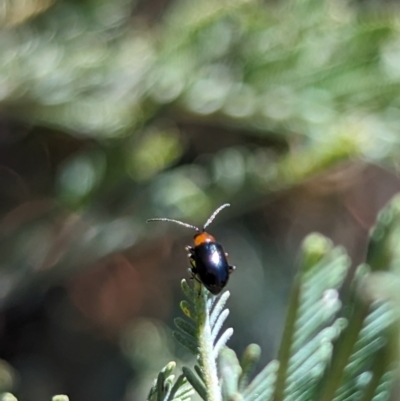 Adoxia benallae (Leaf beetle) at Namadgi National Park - 17 Nov 2023 by drbb