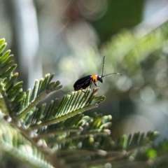 Adoxia benallae at Namadgi National Park - 17 Nov 2023