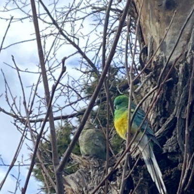 Psephotus haematonotus (Red-rumped Parrot) at City Renewal Authority Area - 4 Aug 2022 by Jubeyjubes