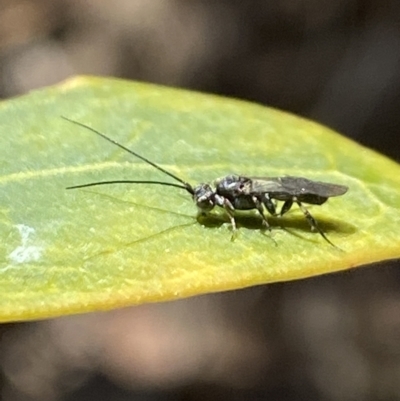 Apocrita (suborder) (Unidentified wasp) at Aranda, ACT - 5 Aug 2021 by Jubeyjubes