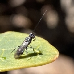 Apocrita (suborder) at Aranda, ACT - 5 Aug 2021 12:22 PM