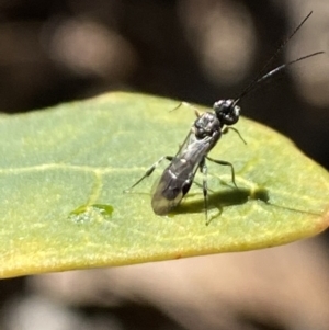 Apocrita (suborder) at Aranda, ACT - 5 Aug 2021 12:22 PM