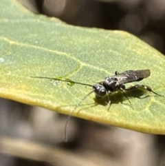 Apocrita (suborder) at Aranda, ACT - 5 Aug 2021 12:22 PM