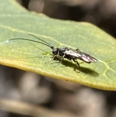 Apocrita (suborder) at Aranda, ACT - 5 Aug 2021 12:22 PM