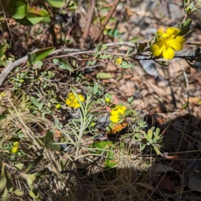 Hibbertia obtusifolia (Grey Guinea-flower) at Namadgi National Park - 17 Nov 2023 by drbb