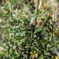 Cryptobothrus chrysophorus (Golden Bandwing) at Namadgi National Park - 17 Nov 2023 by drbb