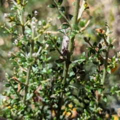 Cryptobothrus chrysophorus (Golden Bandwing) at Namadgi National Park - 17 Nov 2023 by drbb