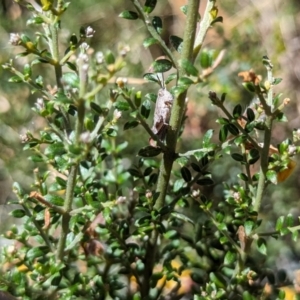 Cryptobothrus chrysophorus at Namadgi National Park - 17 Nov 2023