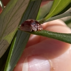 Paropsisterna m-fuscum (Eucalyptus Leaf Beetle) at Aranda, ACT - 9 Jun 2021 by Jubeyjubes