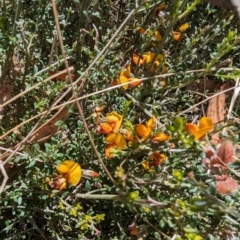 Mirbelia oxylobioides (Mountain Mirbelia) at Namadgi National Park - 17 Nov 2023 by drbb