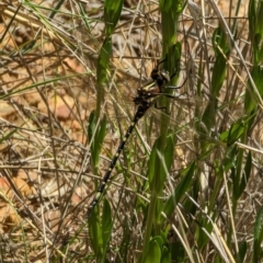Synthemis eustalacta (Swamp Tigertail) at Namadgi National Park - 17 Nov 2023 by drbb