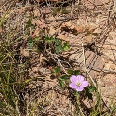 Geranium sp. (Geranium) at Rendezvous Creek, ACT - 17 Nov 2023 by drbb