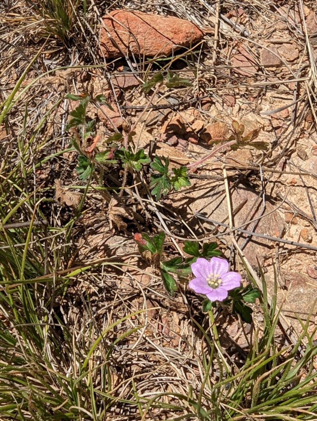 Geranium sp. at Namadgi National Park - 17 Nov 2023