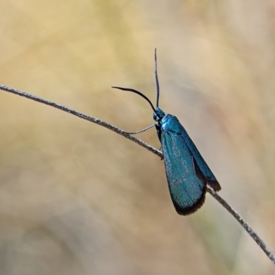 Pollanisus (genus) (A Forester Moth) at Block 402 - 6 Nov 2023 by Kenp12