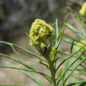 Araneinae (subfamily) at Namadgi National Park - 17 Nov 2023