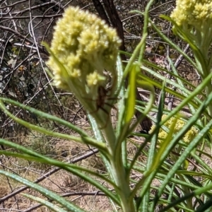 Araneinae (subfamily) at Namadgi National Park - 17 Nov 2023