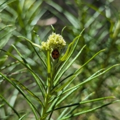 Hippodamia variegata (Spotted Amber Ladybird) at Namadgi National Park - 17 Nov 2023 by drbb