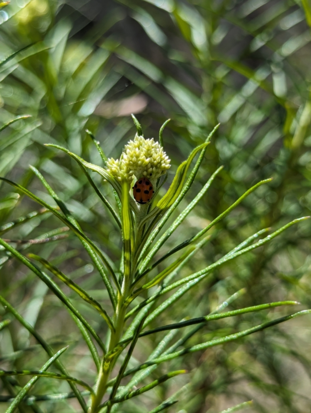 Hippodamia variegata at Namadgi National Park - 17 Nov 2023