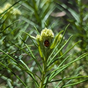 Hippodamia variegata at Namadgi National Park - 17 Nov 2023