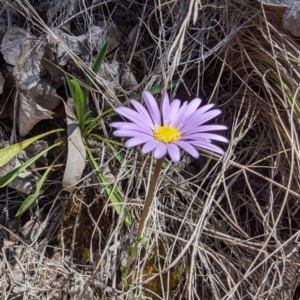Calotis scabiosifolia var. integrifolia at Namadgi National Park - 17 Nov 2023