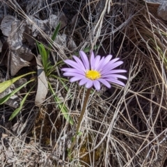 Calotis scabiosifolia var. integrifolia (Rough Burr-daisy) at Namadgi National Park - 17 Nov 2023 by drbb