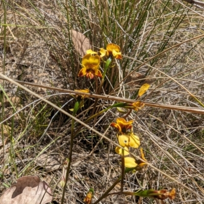Diuris semilunulata (Late Leopard Orchid) at Namadgi National Park - 17 Nov 2023 by drbb