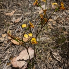 Diuris semilunulata at Namadgi National Park - 17 Nov 2023