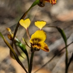 Diuris semilunulata at Namadgi National Park - 17 Nov 2023