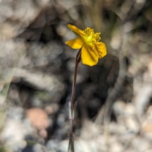 Hypericum gramineum at Namadgi National Park - 17 Nov 2023 12:01 PM