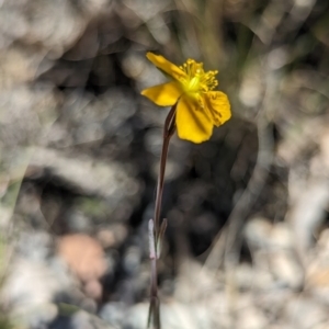 Hypericum gramineum at Namadgi National Park - 17 Nov 2023